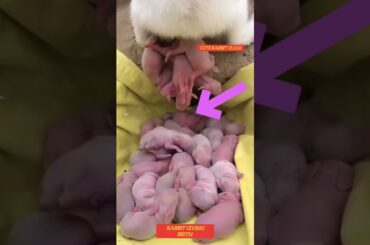 respect cute baby rabbit #trendingshorts #cute #rabbitbreeds