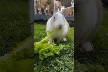 #pets #bunny #rabbit #cute #cutebunny #youtube #viralvideo #youtubeshorts #rabbitbreeds #pet