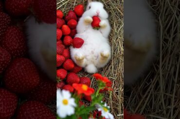 Cute Bunny Eating Strawberries  #bunny #cutebunny #cuteanimals