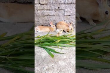 Cute bunny yeating carrot #rabbiteating #cute #rabbit #animals #shorts