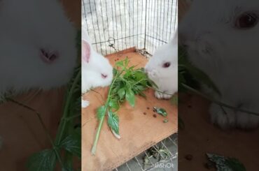 My little baby Rabbit eating |  #shorts #rabbit #rabbitbreeds #animals #cute