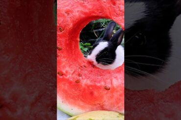 The cute bunny eating watermelon, and he achieved for that . #rabbit #khargosh #bunny