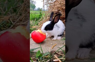 The cute rabbit eats red apple, rural area out of the countryside. #rural #gorural #rabbit