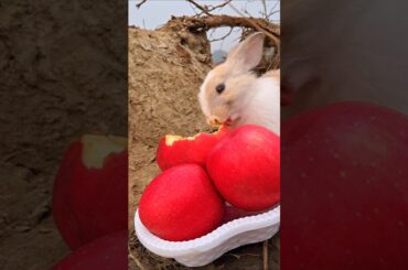 The cute rabbit eats red apple and strawberry,  rural area out of the countryside #ruralfarm