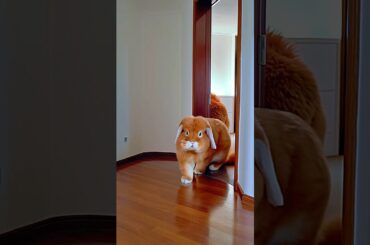 This is The one who comes at Nights.  #rabbit #cuteanimal #adorable