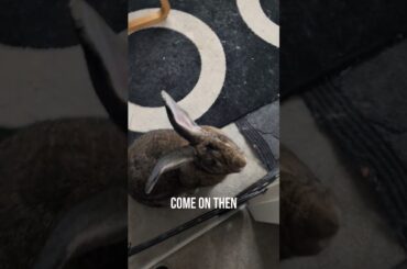 Flemish Giant Rabbit Knows What Time It Is