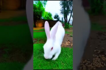 cute bunny shorts video , #rabbit #bunny Rabbit video #cute #rabbit
