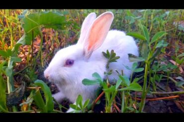 Cute baby Rabbit /Mini zoo se rabbit bahir /bunnies playing/surprise mini zoo main rabbit gift