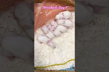 Throwback: Day 7 from Our Baby Bunnies! #rabbit #bunny #cutebabyfunny