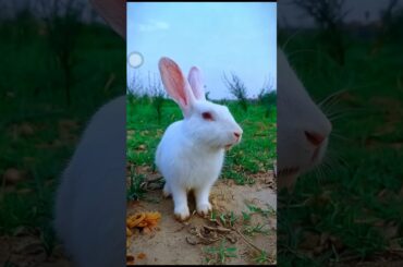 cute rabbit shorts video , #rabbit #bunny #animallover Rabbit video #shorts #ytshorts