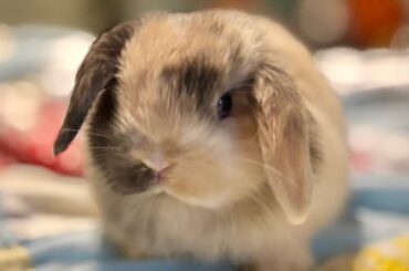 Cute Shmores baby holland lop bunny