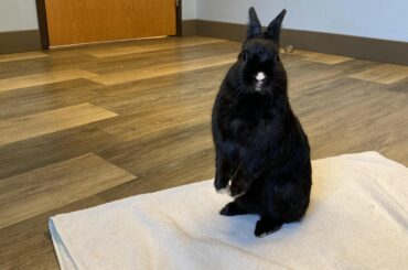 First trip to the vet!!