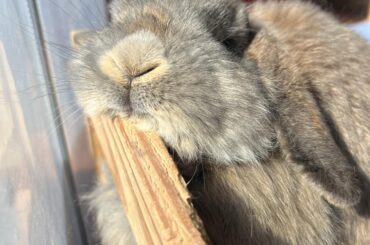 Louise just follows the sun like a plant