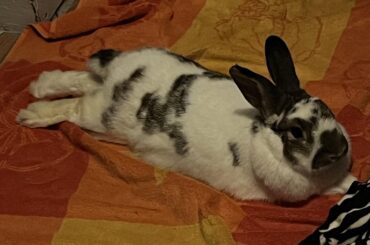 half loaf, half sploot…