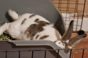 Ziggys Questionable Choices