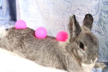 EVERY Bunny Deserves A SPA Day