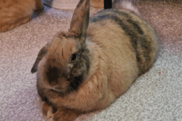 Fat Udon noodle here 💕