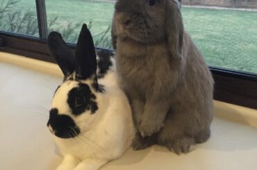 11 year old paisley and late bun tesla when they were just kids