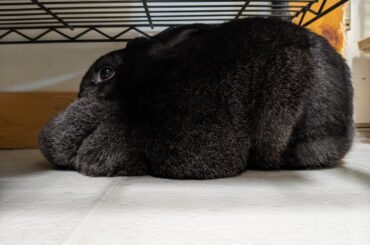 In loving memory of Her Royal Majesty Camille, may she loaf in peace