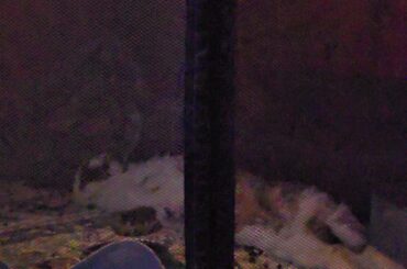 The ultimate movie watching sploot