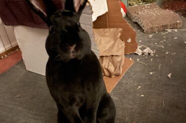 Just discovered this sub. Here’s my bunny boy standing up!