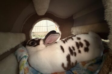 Bambi contorting in his favorite house/bed