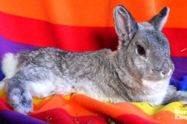 🌈Relaxing On A Rainbow