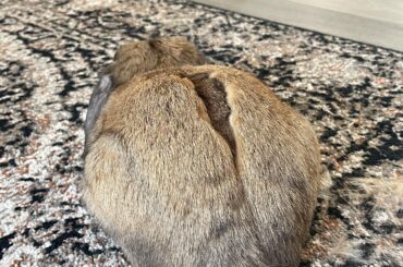 Bunana bread split in the oven