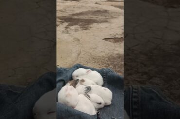 Baby Rabbit Funny Moments | Cute Bunny Hopping Around