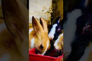 ##shehr ma sakoon##Cute Rabbits ##beautfull##short##rabbit ##baby rabbits##birdsmarket