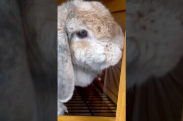 Cute rabbit has new house short #shorts #rabbit #friends #cuteanimals #rabbitpet #rabbithouse