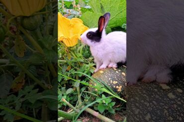 The cute bunny eating sweet pumpkin flower . #rabbit #bunny #khargosh
