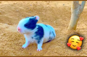 Cute Baby Bunny Learns How to Walk [ Cute Rabbit Videos ]