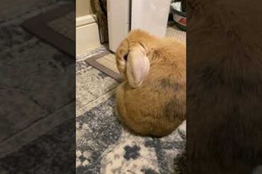 Bunny caught grooming #bunny #cutebunny #shorts #rabbit