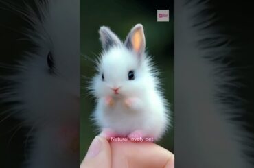 Adorable Fluffy White Rabbit A Soft and Playful Portrait #cute #rabbit #pets #bunny #cuteanimals
