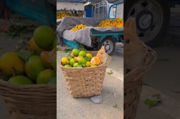 Cutest Baby Bunny Ever! All It Does Is Eat!#shortsviral#bunny#cute