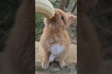 Cute Baby rabbits eat bananas #rabbits #animals #cute #video