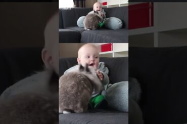 Hungry rabbits swipe apple from baby’s hands