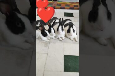 #trending #funnybunny #love #hindisong #cute #rabbit
