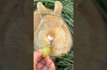 #rabbit #cute #mycuterabbit #animals #bunny #rabbitbreeds #pets #cuteanimals #funny #happy