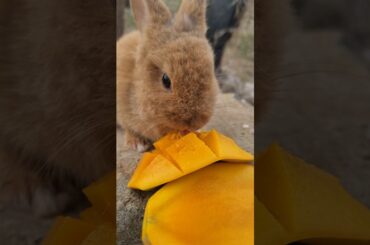 cute rabbit eating mango #rabbits #cute #animals #videorabbits