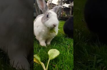 #rabbit #mycuterabbit #cute #bunny #cuteanimals #animals #shortvideo #rabbitbreeds #pet #animal