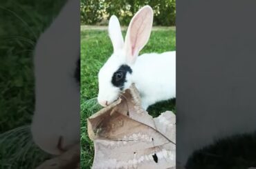 Cute Bunny Enjoying Unexpetcted Treat #cutebunny #rabbit