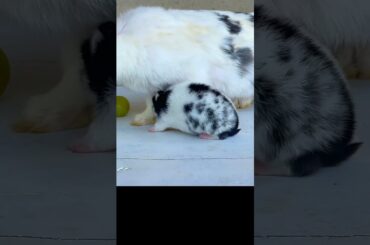 Adorable Baby Bunny with her Mother