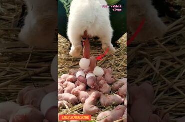 viral animal vlog #animals #cuterabbit #trending #shorts