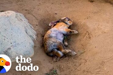 Woman Rescues A Bunny And Later Gets The Greatest Surprise | The Dodo