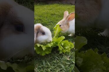 #rabbit #cute #bunny #pets #animals #shortvideo #rabbitbreeds #pet #mycuterabbit #animal