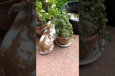 #rabbit #bunny #cute #animals #pet #relaxing  #stressrelief #nature #funny #adorable #eating