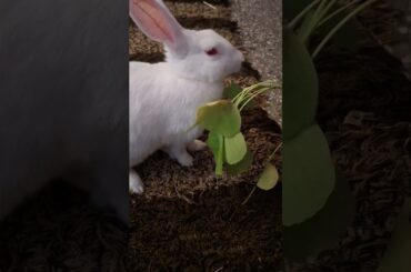 #bunny #rabbit #cute #cuteanimals #cutebunny #rabbitbreeds #cuteanimal #mybunny #mycuterabbit