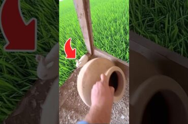 Don’t Hide there Cute Bunny Rabbit #rabbitvideo #pet #animals